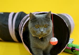 Tunnel Your Way Into Kitty Playground